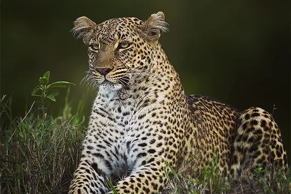 Wildlife Photographer of the Year