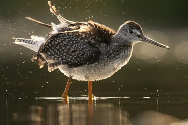 Birds in Focus